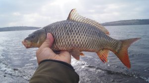 РЫБАЛКА на ЛЕЩА и САЗАНА на водохранилище. Старобешевкое вдх., новые тарифы и условия рыбалки