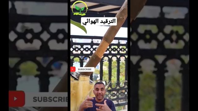 إزاي يكون عندك شجره بخطوات سهلة ؟ смотреть онлайн