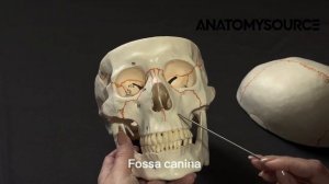 Анатомия строения черепа. Раздел: череп в целом