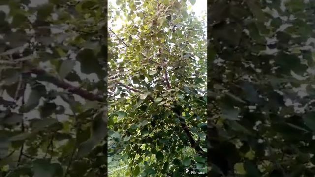 nice bird noise💓 смотреть онлайн