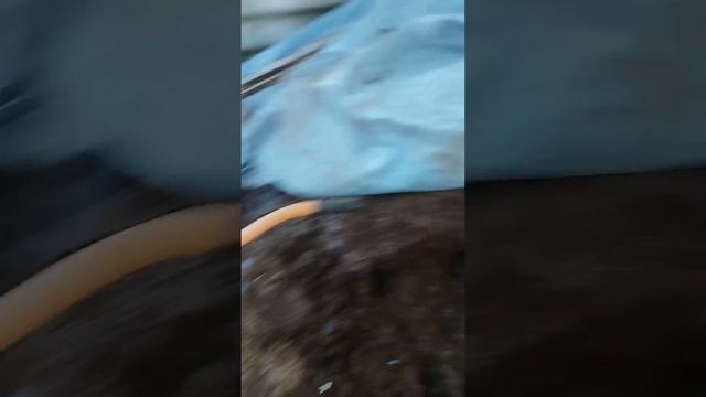 Лучшее удобрение.Спасибо гусям!Помет и опилки( закладка прошлой осени).