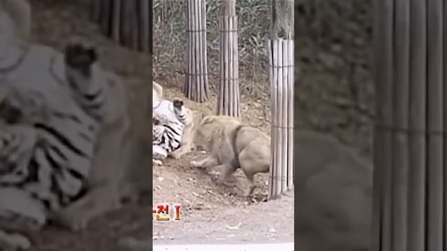 ТИГР VS ЛЕВ смотреть онлайн