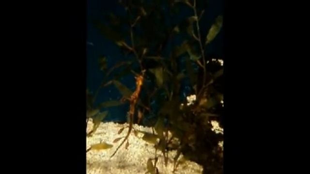 Барселона. Океанариум. Кони.