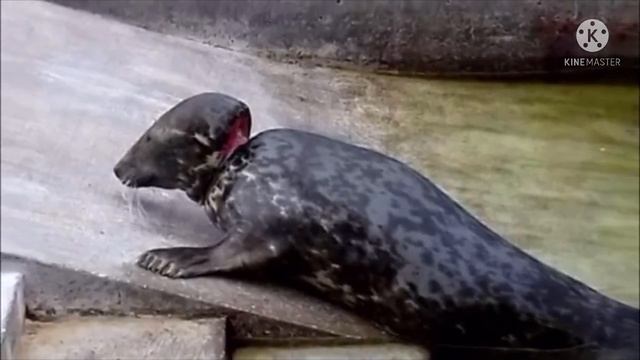 Люди увидели на пляже тюленя и летающую тарелку, которая сжимала его голову…