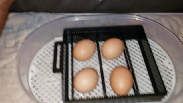 Quick demo of the Magicfly auto egg incubator смотреть онлайн
