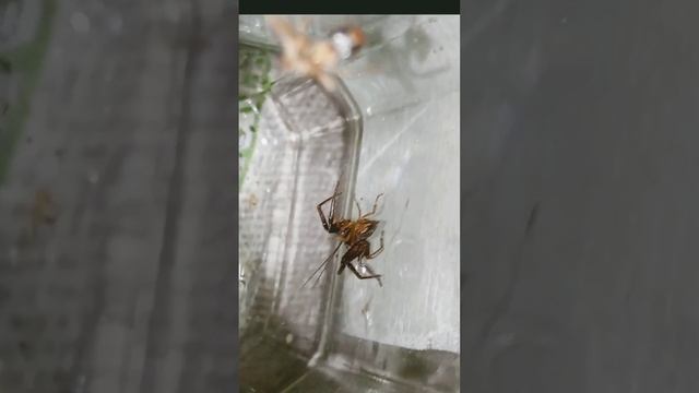 Паук краб ужинает. 😋