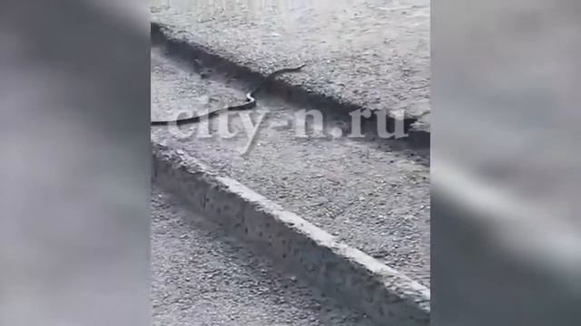 По Новокузнецку ползала рептилия смотреть онлайн