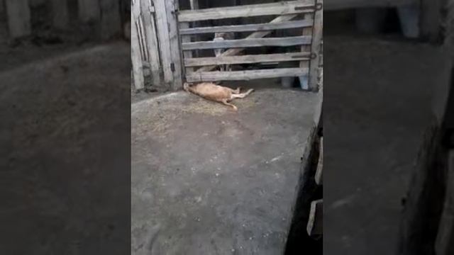 Карагандинская область. Мынбаева смотреть онлайн