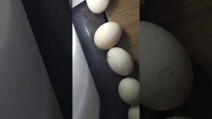 Овоскопирование куриных яиц.Все важное за минуту