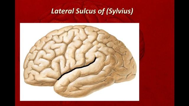 Cerebrum 1 смотреть онлайн