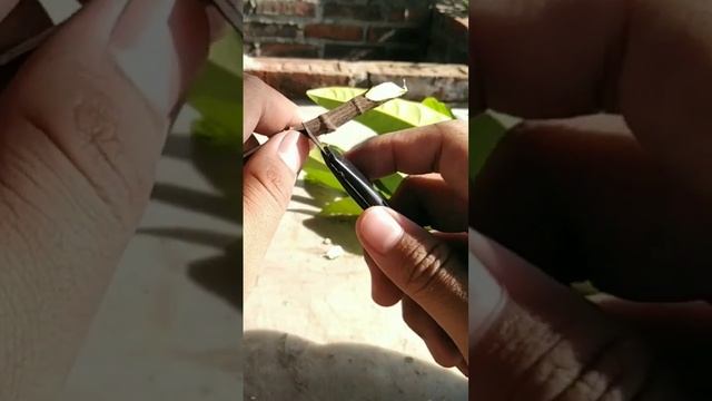 Try Growing Jackfruit Cuttings (10-03-2023)