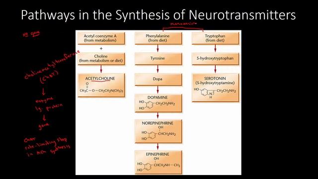 The Chemical Synapse 2 | Neurotransmitters смотреть онлайн