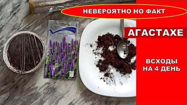 Сею Многолетник, зацветает в первый год! Растение с ароматными листьями - Агастахе Виват Синий смотреть онлайн