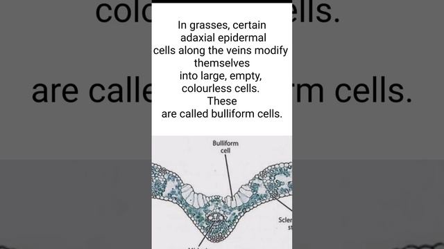 Most Expected Highlights From Monocot Leaf | Isobilateral Leaf |