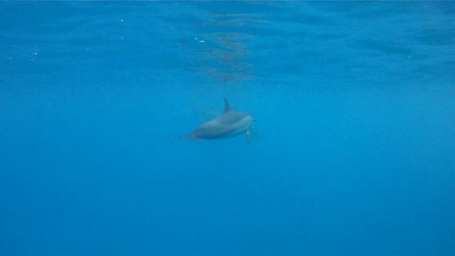 My son Joey, swimming with the dolphins off the Kona coast смотреть онлайн