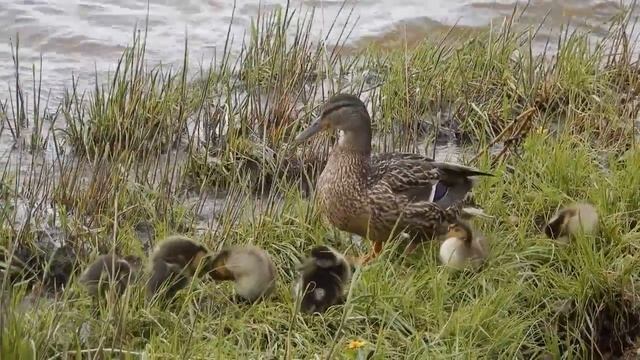 Утка с утятами. смотреть онлайн