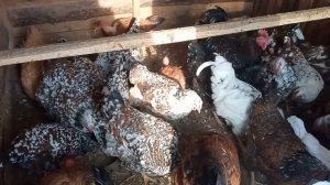 КУРЫ ЛИВЕНСКИЕ СИТЦЕВЫЕ. НЕДОСТАТКА в них НЕТ, только ПЛЮСЫ.