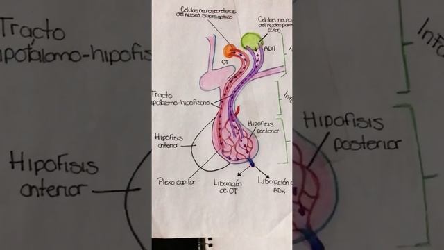 Estación 2: Esquema de la estructura y función del eje hipotálamo y hipófisis💗 смотреть онлайн