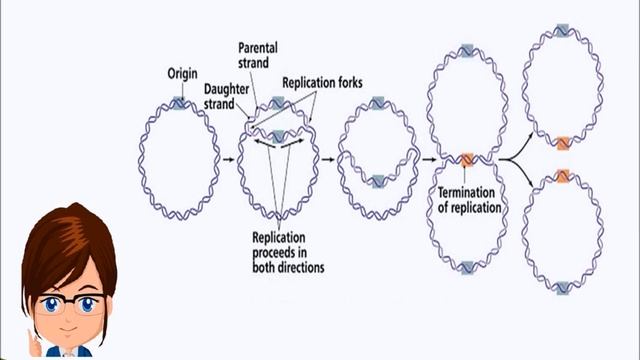 DNA replication in prokaryotes is exemplified in E coli смотреть онлайн