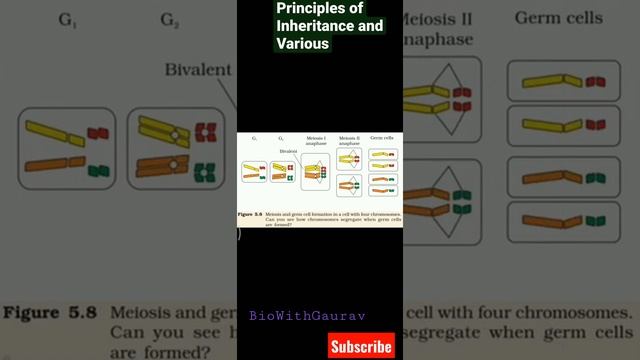 Principles of Inheritance and Variations смотреть онлайн