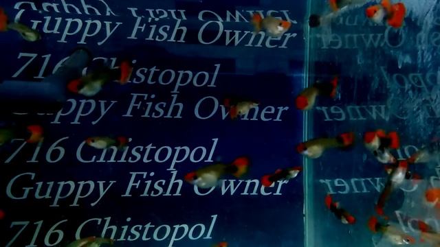 15 июня 2020 г.