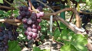 @Неукривний виноград Семушка  28ºС  Новий виноград