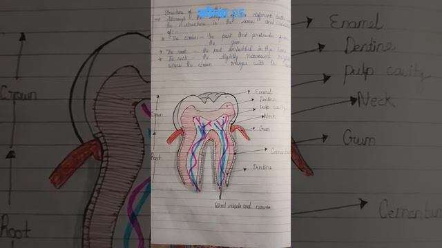 the# figure of salivary# gland# bpharma✍️ and digestive system and # Pharynx salivary gland figur смотреть онлайн