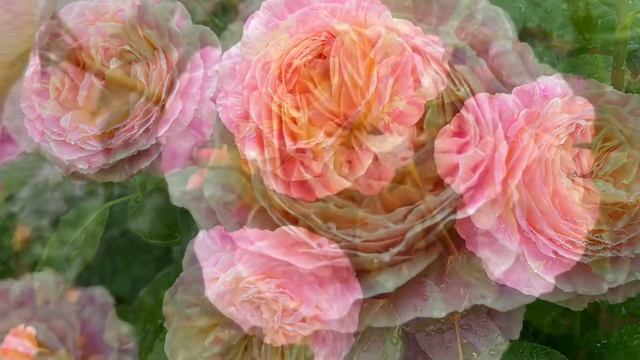 Claude Monet Rose 2022 spring смотреть онлайн
