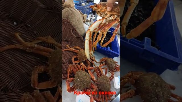 В атлантическом океане вот такие крабы