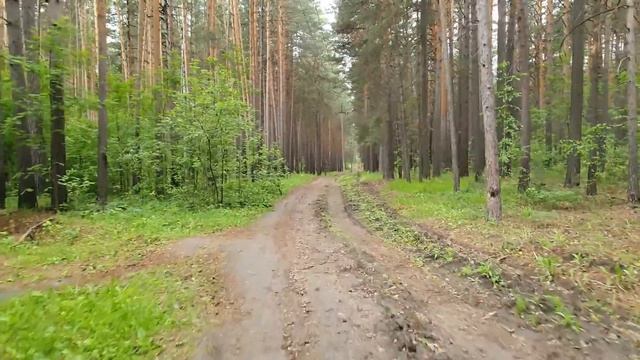 Природа, пробежка по лесу. Советский район 06.06.2020. смотреть онлайн