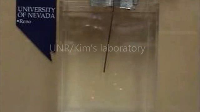 A Ni-doped Ionic Polymer-Metal Composite Actuator смотреть онлайн