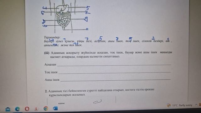 Биология 8 сынып.1-тоқсан.БЖБ 3 жауаптары смотреть онлайн