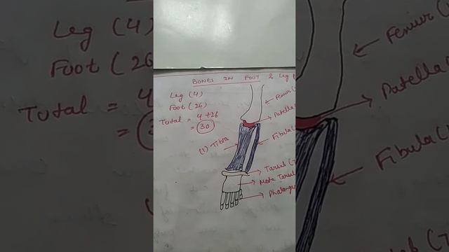 no. of bones in foot#legs#skelton system@#lab notes by suman anand kohli смотреть онлайн