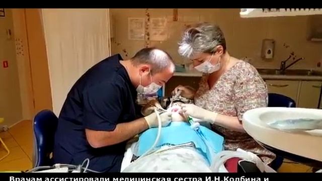 Детская стоматология - Командная работа смотреть онлайн