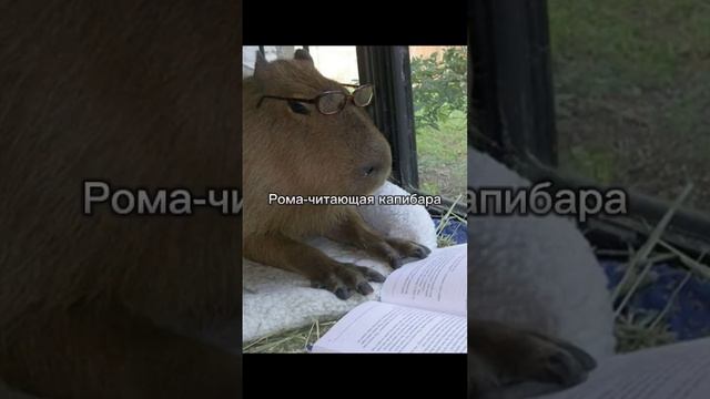 какая ты капибара по имени (4часть) #капибара