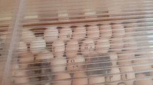 Инкубатор Норма Парка, результат  инкубации 86%