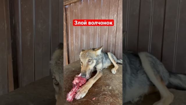 Пищавшая агрессия от волчицы лелу