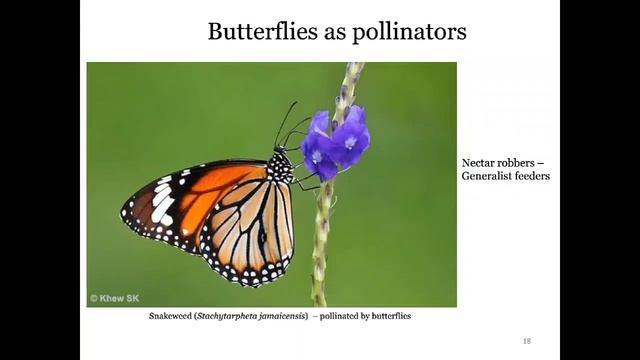 A Talk on Butterflies of Singapore - Dr. Anuj Jain смотреть онлайн