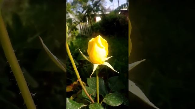 лимонная роза смотреть онлайн