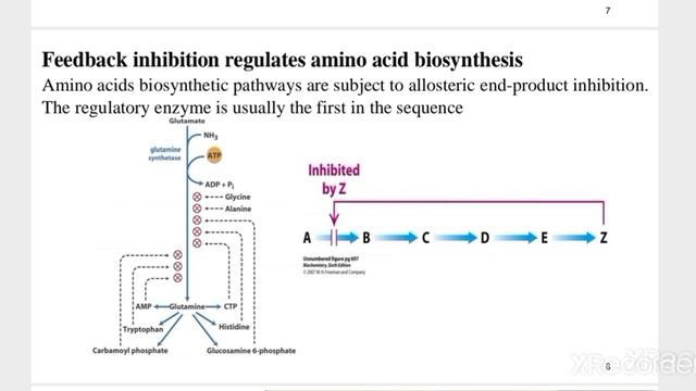 Amino Acid Metabolism Part 2 (Anabolism of Amino acid) смотреть онлайн