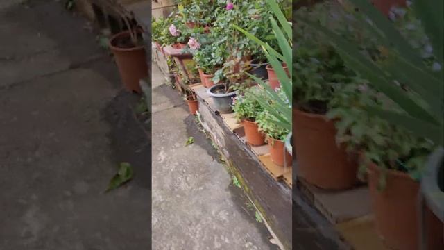 可能 年輪  VID20230319164415