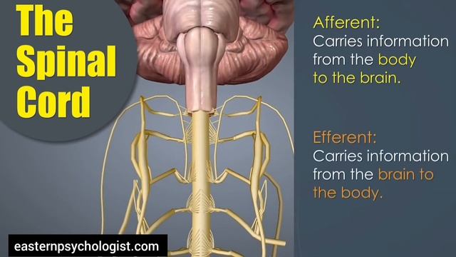 06. CNS & PNS | Structure And Function | Behavioral Neuroscience | Eastern Psychologist Raheela