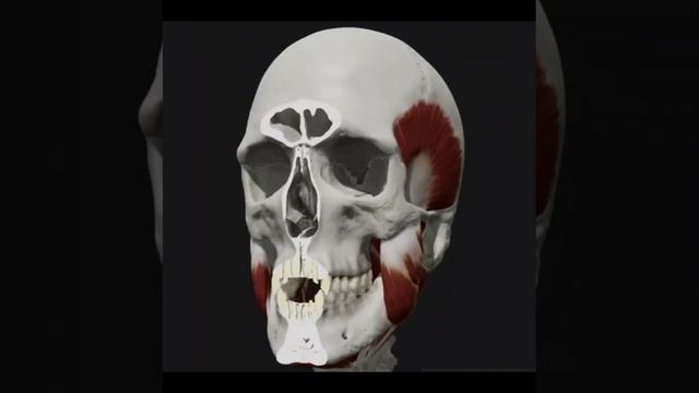human body hed bone marrow смотреть онлайн