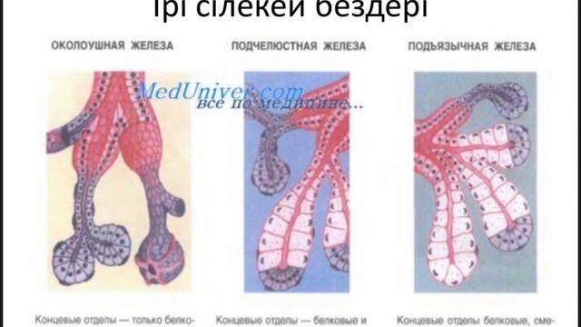Ауыз қуысының #гистологиясы
