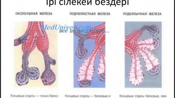 Ауыз қуысының #гистологиясы