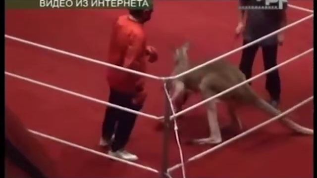 ПИКЕТ В ЗАЩИТУ ЖИВОТНЫХ