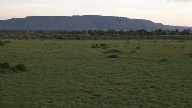 Are You READY?  SAFARILIVE EXPANSION COMING SOON!