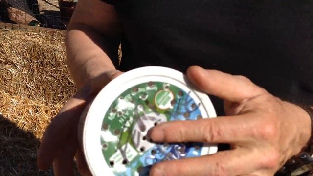 Straw Bale Gardening (SBG) - Conditioning Straw Bales - Part 1