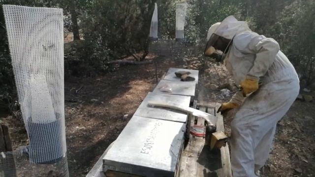 Tratamiento contra la Varroa en las colmenas смотреть онлайн