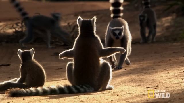For Ring Tailed Lemurs, The Ladies Rule | Wild Love